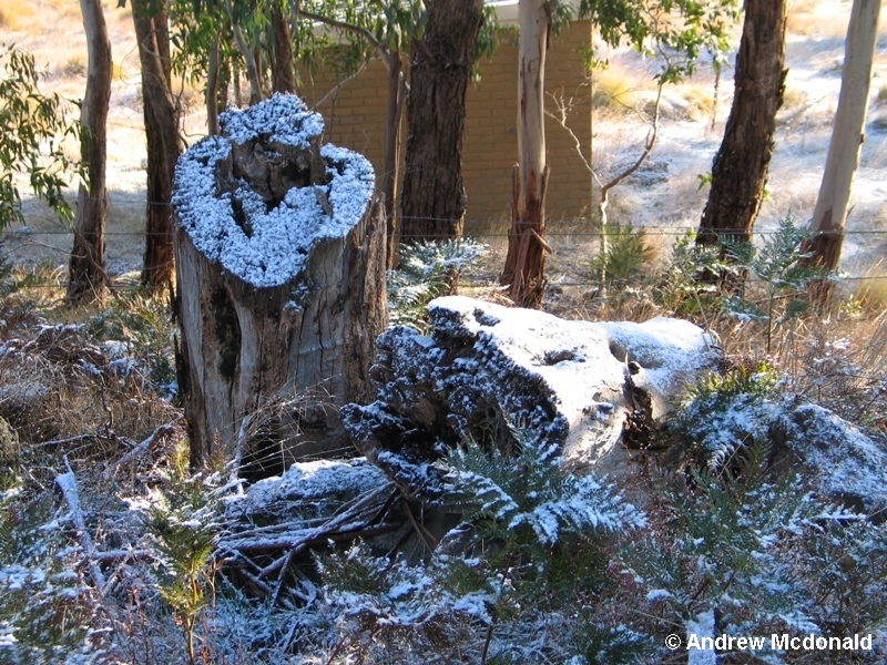 Mt Gisborne - 500M ASL (snow!)