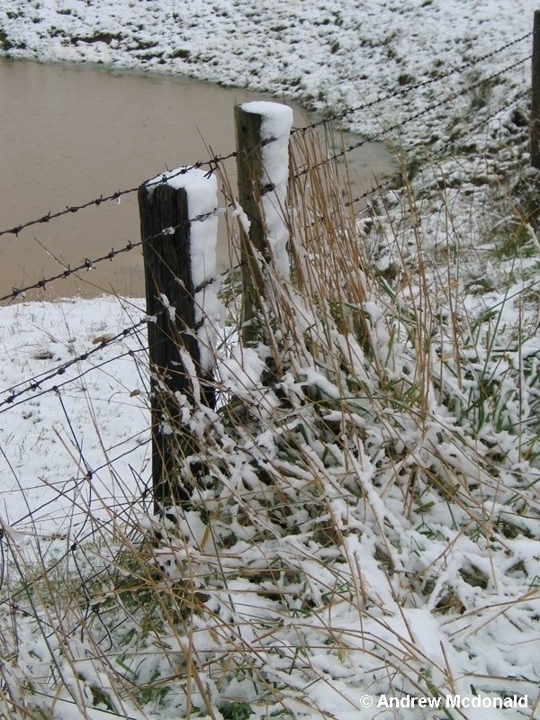 Sticky snow (250m ASL).