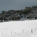 200m ASL - looks like an alpine scene.