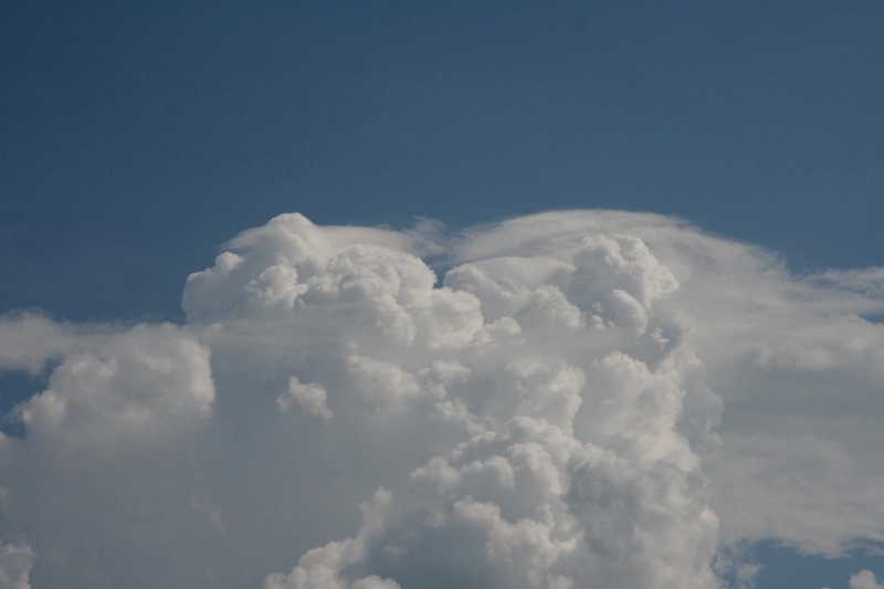 An attempt at some pileus near St Jo, Tx.