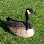 Stanley Park - 27 Jan 07 - Goose