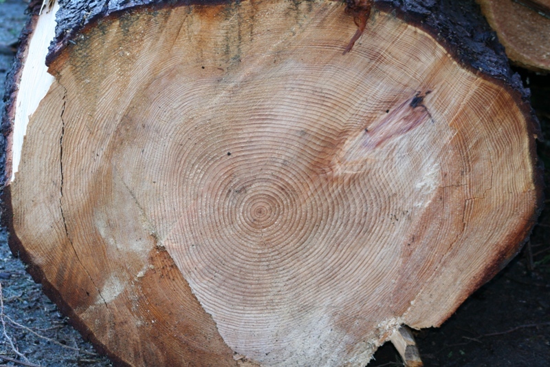 Debris from Stanley Park had to be laid parallel to the road.  At times, 3 or 4 trees laid side by side