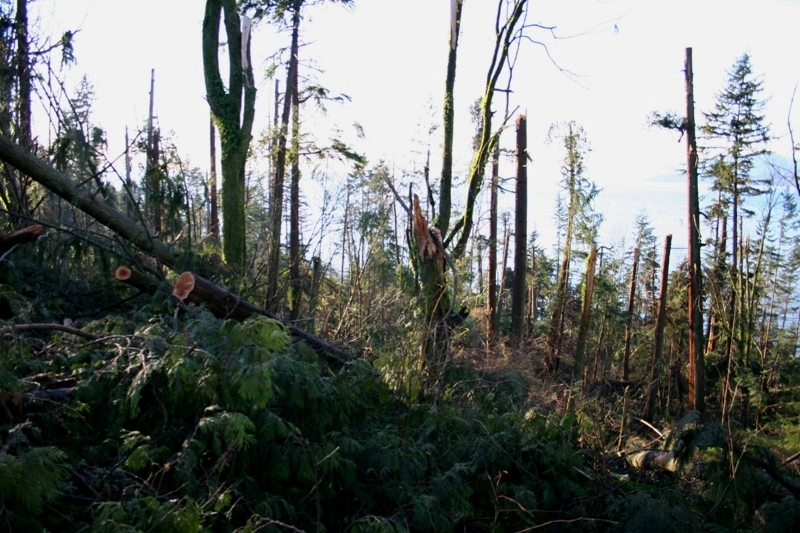 Significant tree damage in Stanley Park - notice how none of the trees have tops