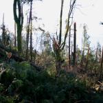 Significant tree damage in Stanley Park - notice how none of the trees have tops