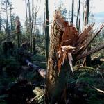 Snapped!  5ft above the ground...and its not alone - there are 2 more in the background