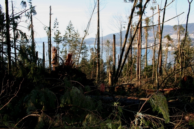 For 40 years prior to the big storm, no one was able to see the ocean or West Vancouver through here