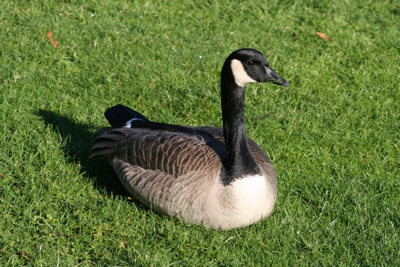 Stanley Park - 27 Jan 07 - Goose